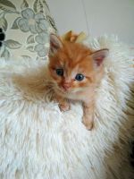 Лот: 12035693. Фото: 4. Отдам котенка в заботливую семью. Красноярск
