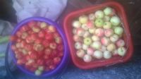 Лот: 16421648. Фото: 2. обмен ранетки на предложенное. Продукты