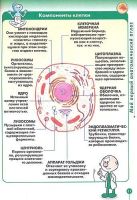 Лот: 14805477. Фото: 7. Барилле Альбер - Как устроено...