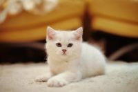 Лот: 3386760. Фото: 2. Британский котёнок! (шиншилла). Животные и уход
