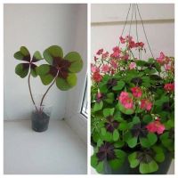 Лот: 2742786. Фото: 2. Оксалис Айрон Кросс. Комнатные растения и уход