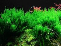 Лот: 13352811. Фото: 2. Мох Пламя - Flame Moss для аквариума. Аквариумистика