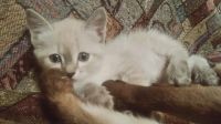 Лот: 8956917. Фото: 2. Отдадим сиамских котят в хорошие... Животные и уход