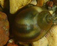 Лот: 490753. Фото: 3. Улитка Физа. physa fontinalis... Растения и животные