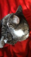 Лот: 18184253. Фото: 5. Котёнок