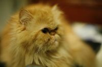 Лот: 4262229. Фото: 5. персидский котёнок