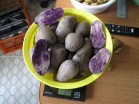 Лот: 15769913. Фото: 3. Картофель семенной фиолетовый... Для дачи, дома, огорода, бани, парка