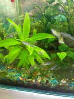 Лот: 25526004. Фото: 2. Гуппи (мальки). Аквариумистика