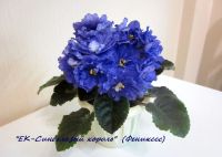 Лот: 15581401. Фото: 3. "ЕК-Синеглазый король" лист фиалки...