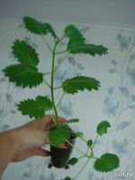 Лот: 7841306. Фото: 2. Плектрантус сортовой (Plectranthus... Комнатные растения и уход