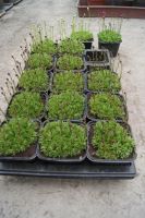 Лот: 9753863. Фото: 3. Камнеломка Арендса (Saxifraga... Для дачи, дома, огорода, бани, парка