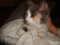 Лот: 10258170. Фото: 3. Девочка-арлекин. 3 месяца. Растения и животные