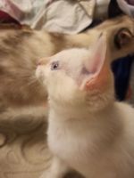 Лот: 16776650. Фото: 3. Отдам белого голубоглазого котёнка. Растения и животные