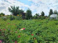 Лот: 25527098. Фото: 15. 2-комн. дача , СНТ Восход 6-я...