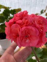 Лот: 18268437. Фото: 2. Пеларгония Jägershus Faley. Комнатные растения и уход