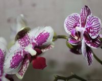 Лот: 5263113. Фото: 7. Орхидея фаленопсис F19(отцвела...