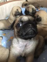 Лот: 8039734. Фото: 3. Шикарные щенки мопса в Красноярске... Растения и животные