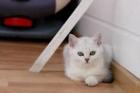 Лот: 6137473. Фото: 2. Британский котёнок (девочка 3... Животные и уход