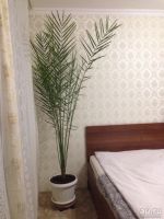 Лот: 7940997. Фото: 2. Финиковая пальма, 2,7 метра. Комнатные растения и уход