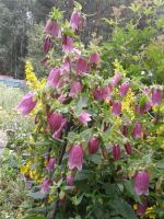 Лот: 4229025. Фото: 4. колокольчик пинк ред. Красноярск