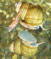 Лот: 346620. Фото: 2. Улитка Cipangopaludina leucythoi. Аквариумистика