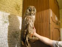 Лот: 461774. Фото: 3. чучело совы. Красноярск
