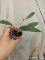 Лот: 13805118. Фото: 4. хойя (Hoya finlaysonii Splash-snow... Красноярск