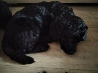 Лот: 16842743. Фото: 2. пудель (мальчик). Животные и уход