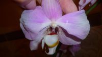 Лот: 5167368. Фото: 6. орхидея фаленопсис 04( отцвела...