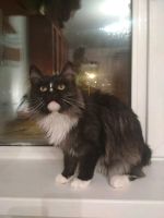 Лот: 12746492. Фото: 7. Кот полушотландец