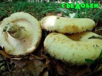 Лот: 3144507. Фото: 7. .грузди солёные мокрые 100%!беленькие...