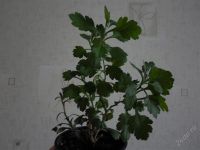 Лот: 1774430. Фото: 3. Хризантема красная,кустик. Растения и животные