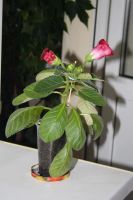 Лот: 4120135. Фото: 5. Глоксиния (цветущее растение!)