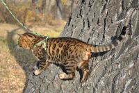 Лот: 6273114. Фото: 4. Бенгальский кот. Красноярск