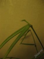 Лот: 814863. Фото: 2. Хойя Линеарис (Hoya linearis). Комнатные растения и уход