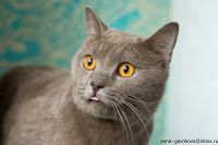 Лот: 6151287. Фото: 3. Мега красивого кота в добрые руки... Растения и животные