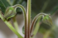 Лот: 3865424. Фото: 3. глоксиния махровая (цветет!). Растения и животные