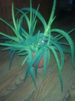 Лот: 7239008. Фото: 2. Алоэ пятнистое (Aloe saponaria... Комнатные растения и уход