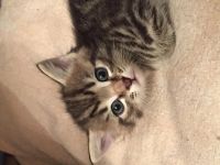 Лот: 2155643. Фото: 2. Очаровательные котята, подарите... Животные и уход
