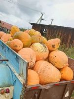 Лот: 23602243. Фото: 2. Тыква. Продукты