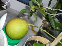 Лот: 8382626. Фото: 2. лимон , привитый (будет плодоносить... Комнатные растения и уход