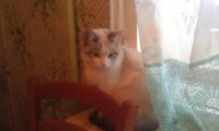 Лот: 3681392. Фото: 2. Бирюзовоглазый найденыш. Животные и уход
