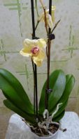 Лот: 4064029. Фото: 2. орхидея фаленопсис отцветает 3. Комнатные растения и уход