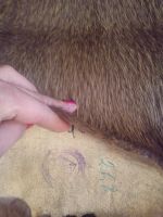 Лот: 11352328. Фото: 3. Шкурка нутрии новая. Красноярск