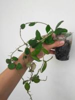 Лот: 9829416. Фото: 2. Хойя Нуммулариоидес (Hoya nummularioides... Комнатные растения и уход
