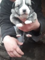 Лот: 11349461. Фото: 2. Подарю щенков!. Животные и уход