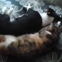 Лот: 10705328. Фото: 7. Щенки от маленькой собаки.