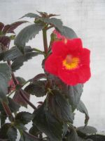 Лот: 3132558. Фото: 2. АхименантаAchimenantha 'Inferno... Комнатные растения и уход