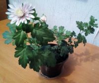 Лот: 15127454. Фото: 2. Хризантема. Комнатные растения и уход