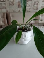 Лот: 17453391. Фото: 5. кашпо из гипса